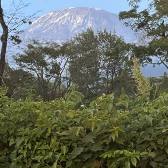 De witte toppen van de Kilimanjaro met daarvoor mooie groen bomen