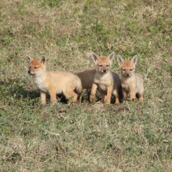 Drie jonge jakhals-pups die voorzichtig hun hol verlaten.