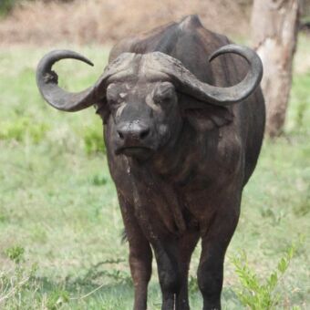 Een indrukwekkende Kaapse buffel kijkt recht in de camera.