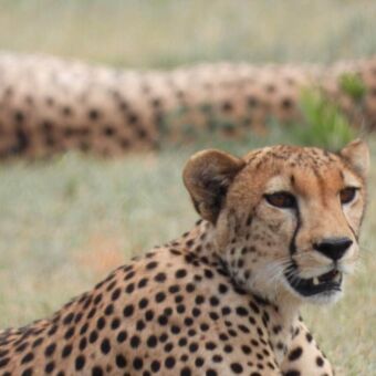 Een jachtluipaard rustend in het gras na een geslaagde jacht.