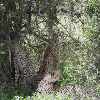 Jachtluipaarden die de schaduw van een dichte struik opzoeken.