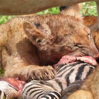 Een jonge leeuw etend van het karkas van een zebra in Ndutu