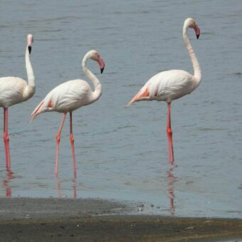 Roze flamingo's die voedsel filteren uit het water van een meer.