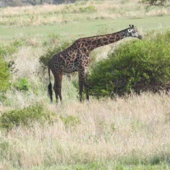 Een Masaigiraffe die bladeren eet van de top van een acaciaboom.