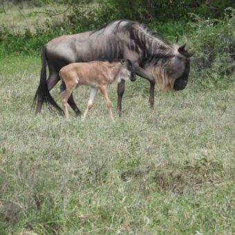 Een pasgeboren gnoe-kalfje bij de moeder tijdens het werpseizoen in Ndutu Tanzania