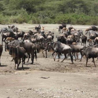 Grote groepen gnoes en zebra's trekken samen op tijdens de migratie.