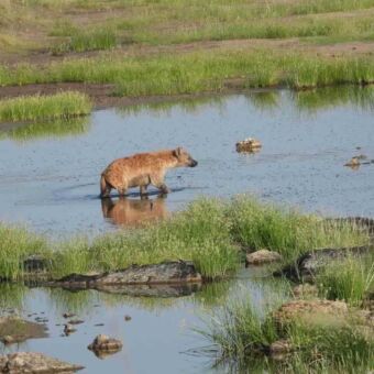 Een gevlekte hyena loopt door een ondiepe waterplas voor verkoeling