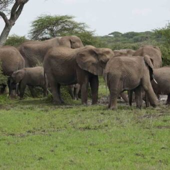 Een kudde olifanten loopt over het groene gras in Tarangire