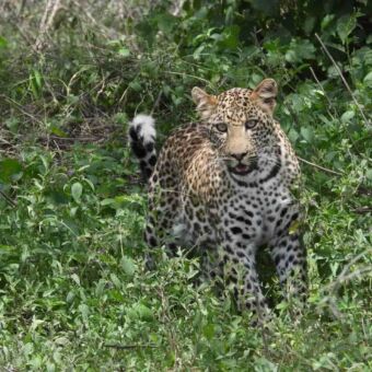 Luipaard die naar je toeloopt in een groene omgeving
