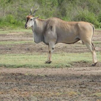 Een grote mannelijke elandantilope op de open savanne.