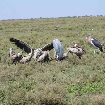 Gieren en een maraboe-ooievaar bij een karkas op de vlaktes van de Serengeti