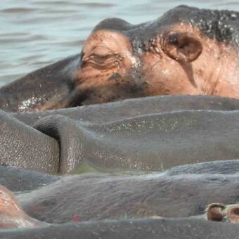Een groep nijlpaarden die alleen met de neusgaten boven water komt.