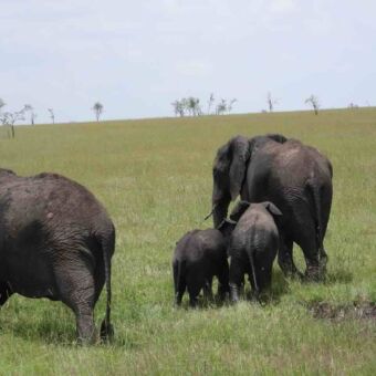 Een kleine familie olifanten trekt over de savanne die tot aan de horizon reiken
