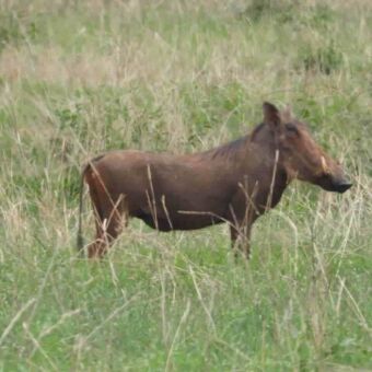 Een wild zwijn (knobbelzwijn) scharrelt tussen het groene gras.