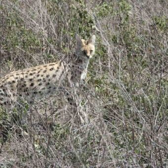 Een zeldzame serval (wilde kat) sluipt door het goudgele gras.