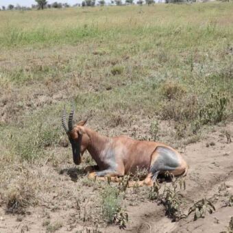 Een Topi-antilope die rustig in het gras ligt te herkauwen.