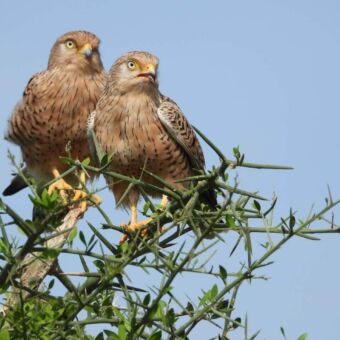 Twee Grijze torenvalken op een uitkijkpost in een acaciaboom.