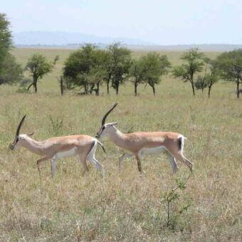 Twee Grantgazellen die in het gras staan