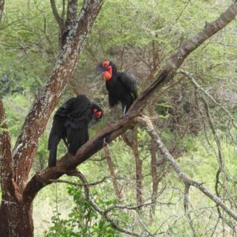 Twee Zuidelijke hoornraven rustend op een boomtak.