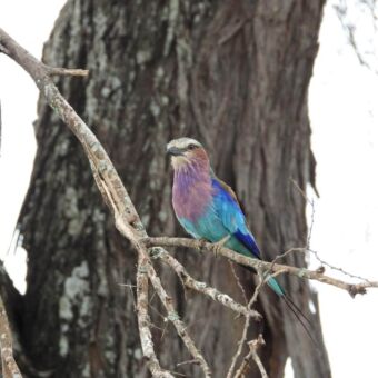 Een kleurrijke Vorkstaartscharrelaar zittend op een tak.
