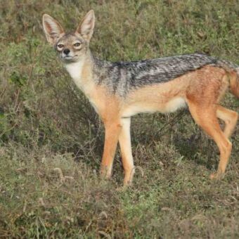 Een zadeljukjakhal kijkt waakzaam om zich heen op de vlakte.