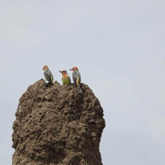 Drie D’Arnauds baardvogels op een termietenheuvel in de savanne.