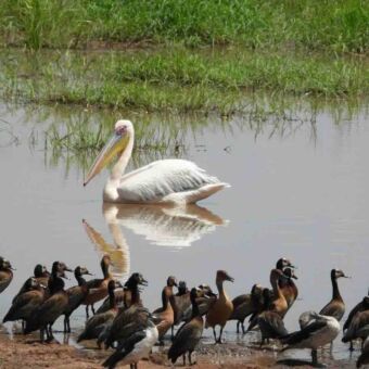 Diverse watervogels, waaronder een pelikaan, bij een drinkplaats.