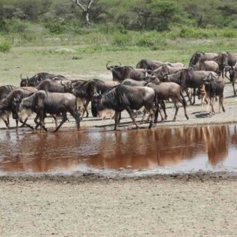 Grote kudde gnoes verzamelt zich bij een watergat in Ndutu.