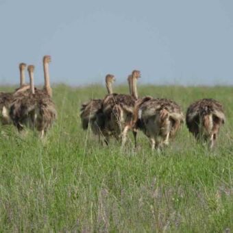 Struisvogels vrouwtjes in het hoge gras van de Serengeti nationaal park