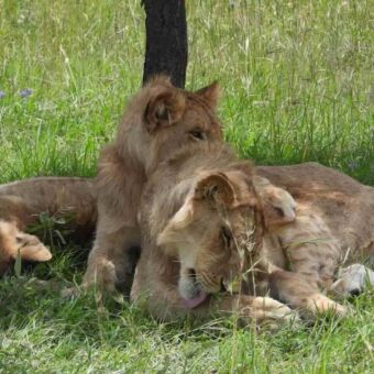 Jonge leeuwen liggend in de schaduw van een boom