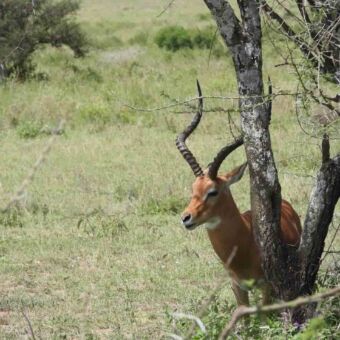 Een mannelijke impala staat bij een boom
