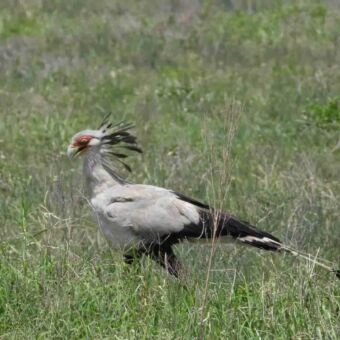 Een Secretarisvogel stapt elegant door het droge grasland.