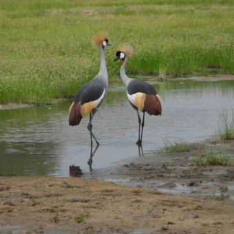 Twee Grijze kroonkraanvogels, de nationale vogel van buurland Oeganda, in een moeras.