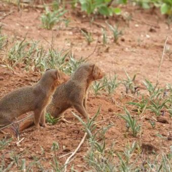 Twee dwergmangoesten kijken alert rond vanuit hun hol in de rode aarde.