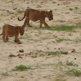 Twee leeuwenwelpen lopend op de zanderige bodem in de buurt van Ndutu.