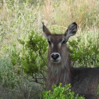 Een vrouwelijke waterbok verscholen in het hoge gras