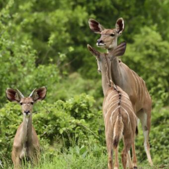 Drie kudus in het hoge gras