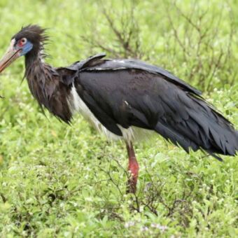 Een Abdims Ooievaar met een donker verenkleed en een blauw-rood gezichtsmasker, staand in groen gras met een gevangen schorpioen in zijn snavel