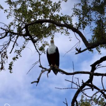 Een Afrikaanse Zeearend met een witte kop en borst, zittend op een tak van een grote boom tegen een blauwe lucht met lichte bewolking