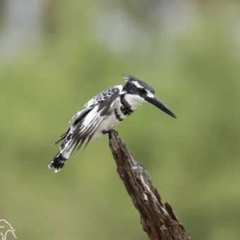 Een scherpe close-up van een Bonte IJsvogel met een zwart-wit verenkleed en een kuif, zittend op de punt van een dode boomtak tegen een vage groene achtergrond.