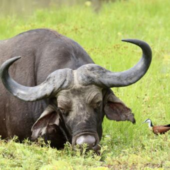 Buffel die in het moeras aan het grazen is