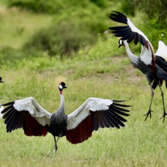 Drie Grijze Kroonkraanvogels in een groen grasveld, waarvan er twee hun vleugels wijd spreiden in een baltsdans, met hun gouden verenkrans op de kop.