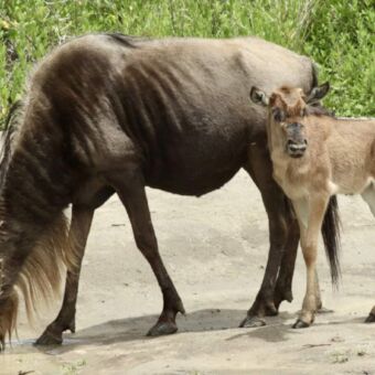 Drinkende gnoe met kalfje staand aan de rand van het water