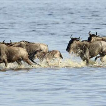 Na de overstromingen in Ndutu een groep gnoes die door het water rennen
