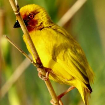 Een felgele Grote Textorwever met een opvallend rood oog, vastgeklampt aan een verticale rietstengel