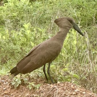 Hammerkopf op de grond in het hoge groene gras