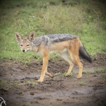 Jakhals die op de weg staat en je aankijkt
