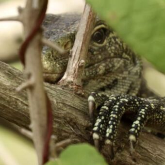 Lizard die je aankijkt door de takken van een struik