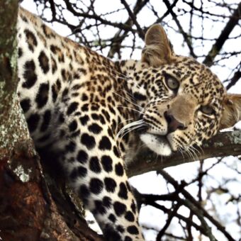 In de boom op een tak zie je nog een del van een luipaard die je recht aankijkt