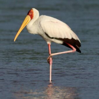 Een Nimmerzat ooievaar met een felgele snavel en rood gezichtsmasker, staand op één poot in ondiep water.